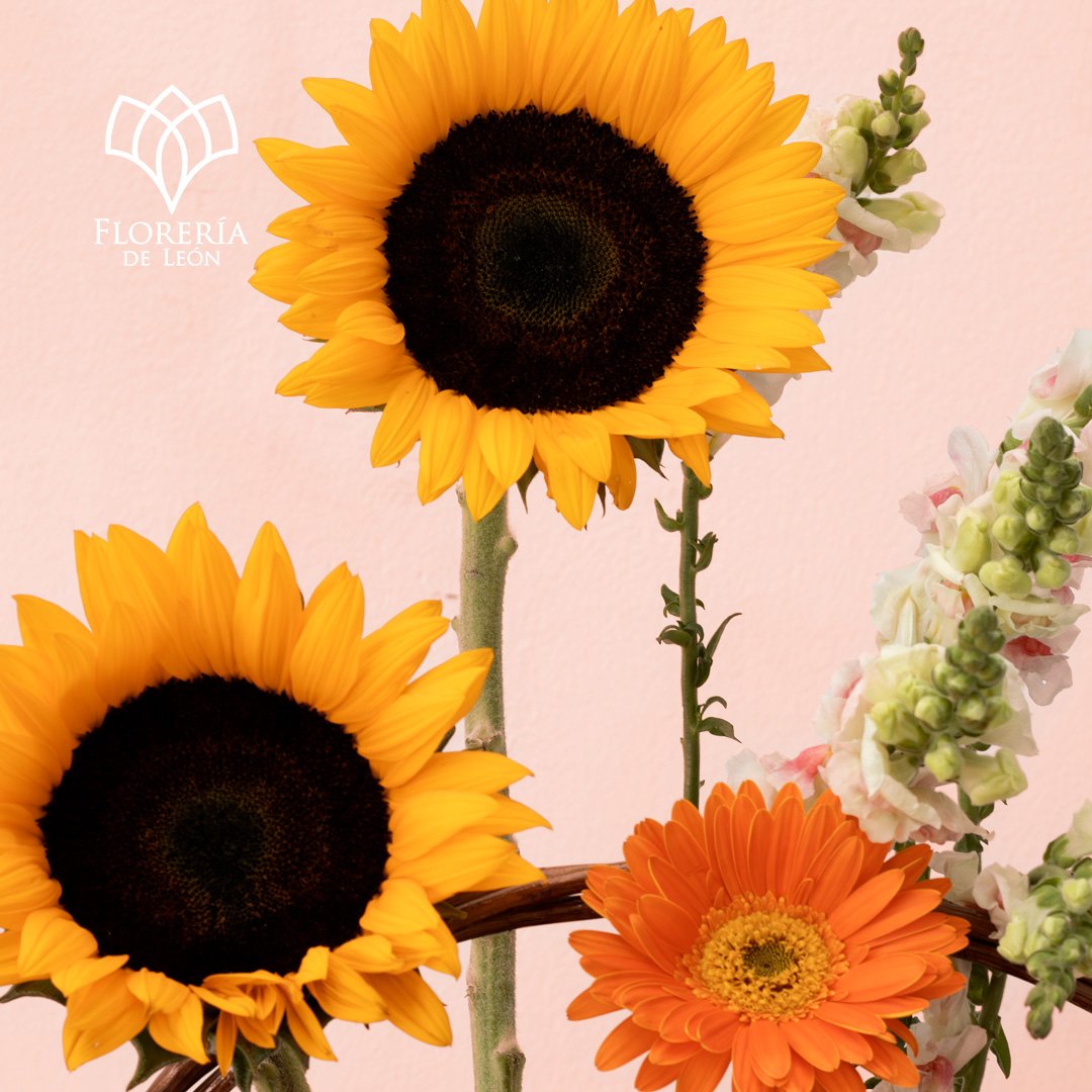 CANASTA CECILIA copia