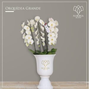 Orquídea Blanca Grande