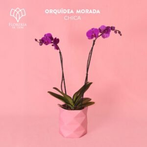 Orquídea PHALENOPSIS Morada Chica