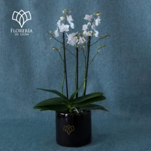 ORQUÍDEA PHALENOPSIS BLANCA CHICA