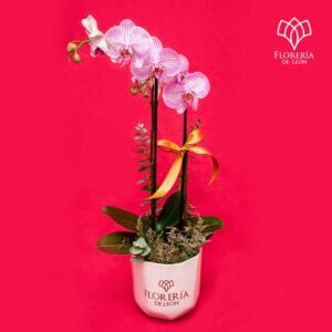 Orquidea Phalenopsis fucsia y blanco, base blanca