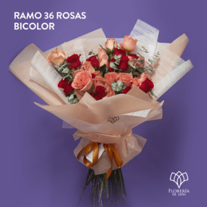 Ramo 36 rosas bicolor